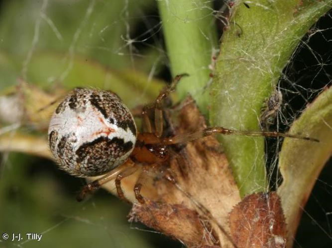 Theridion hemerobium © J-J. Tilly