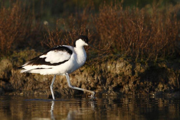 Avocette élégante (Recurvirostra avosetta) © Rémi Jardin