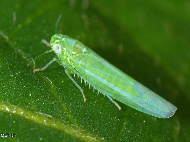 Empoasca vitis © C. Quintin