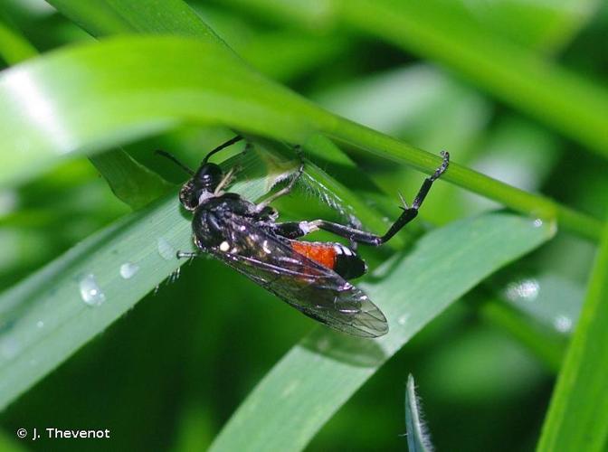 Macrophya militaris © J. Thevenot