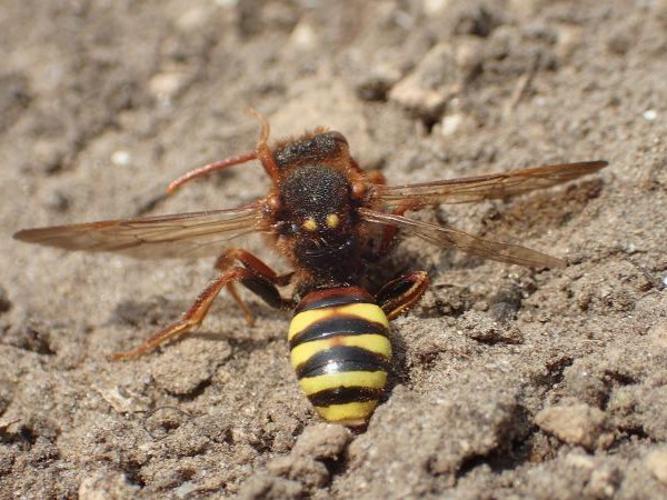 Nomada lathburiana © D. Top