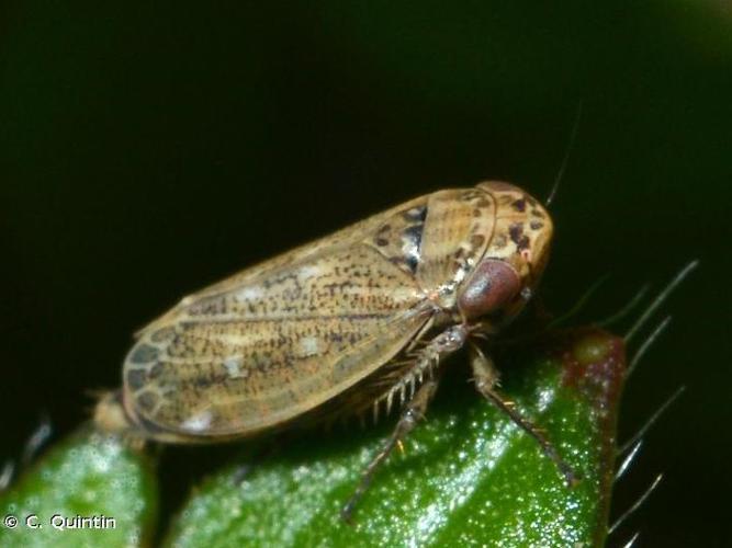 Euscelis incisus © C. Quintin