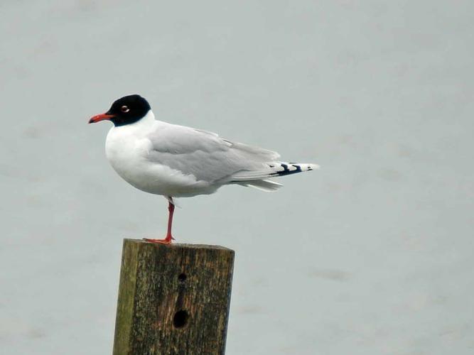 Mouette mélanocéphale (Ichthyaetus melanocephalus) © J.P. Siblet