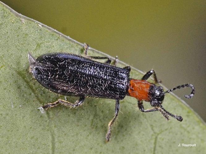 Tillus elongatus © J. Touroult