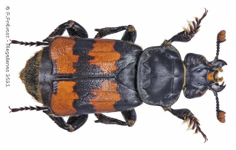 Nicrophorus interruptus © P.Prévost