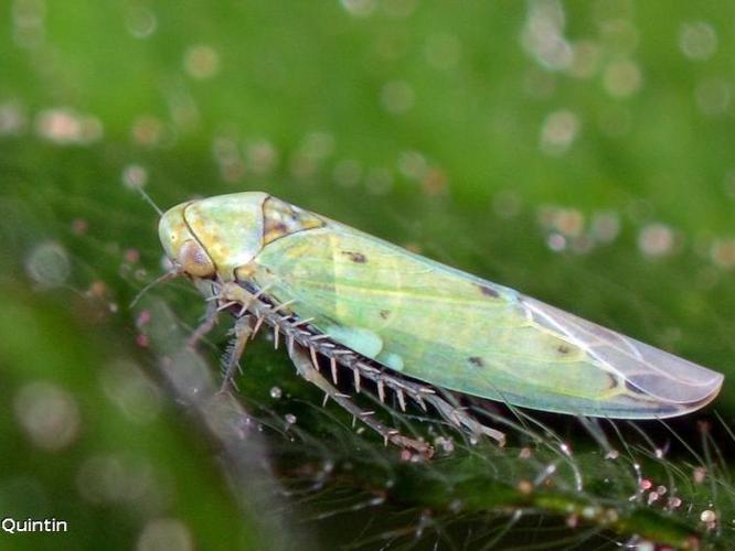 Balclutha punctata © C. Quintin