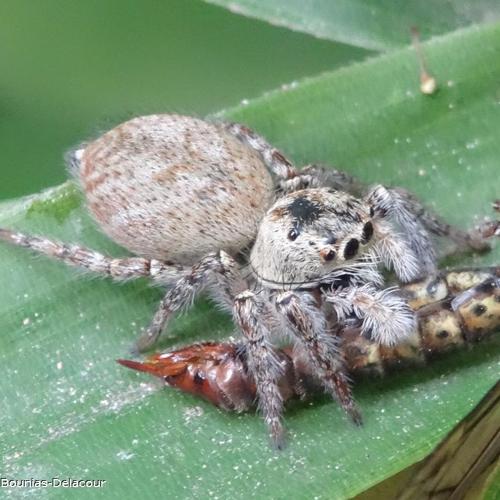 Saltique orangée (Carrhotus xanthogramma) © A. Bounias-Delacour