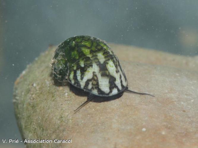 Nérite des rivières (Theodoxus fluviatilis) © V. Prié (association Caracol)