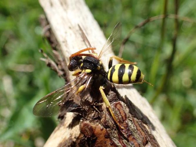 Nomada succincta © D. Top