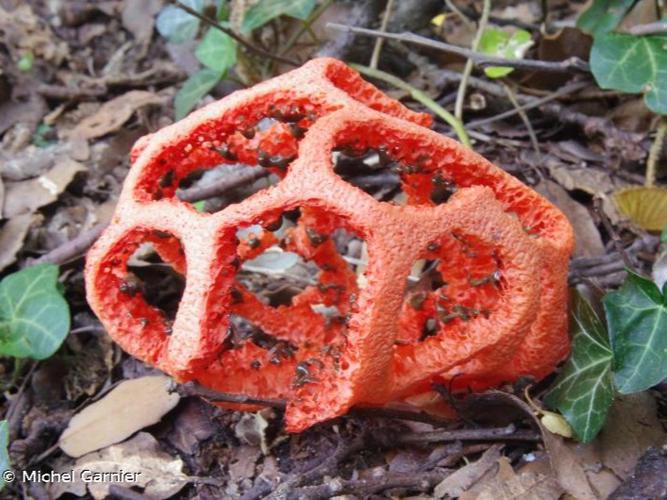 Clathre rouge (Clathrus ruber) © Michel Garnier