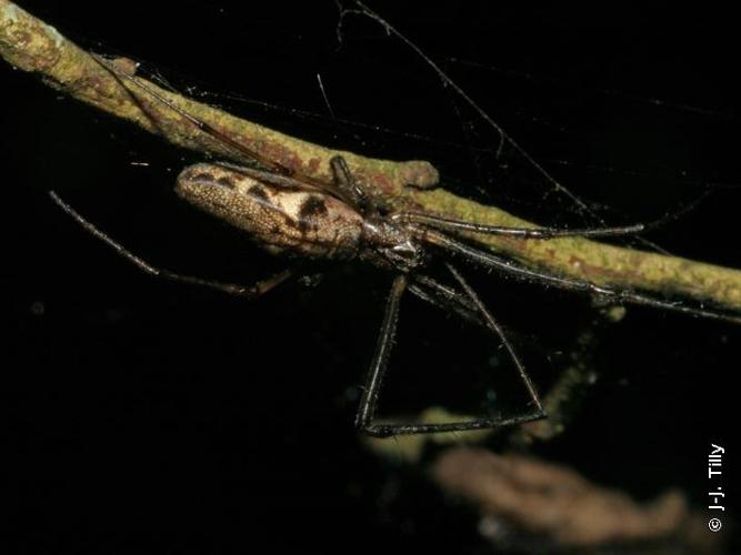 Tetragnatha nigrita © J-J. Tilly