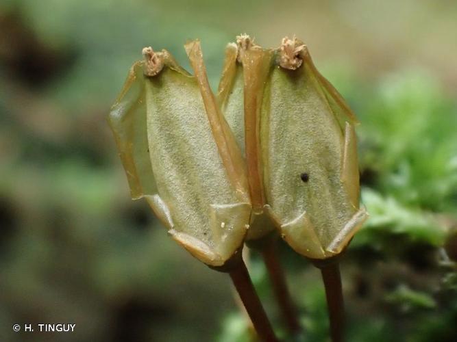 Buxbaumia viridis © H. TINGUY