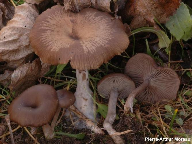 Clitocybe pâlissant (Pseudoclitocybe expallens) © PA. Moreau