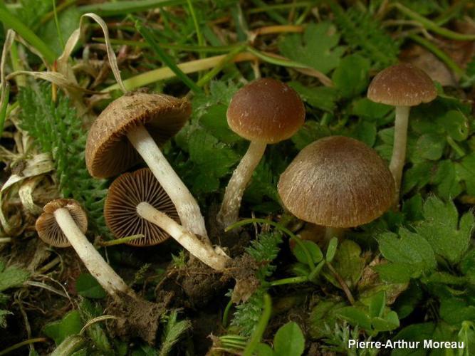 Psathyrella panaeoloides © PA. Moreau