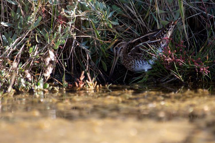 Bécassine des marais (Gallinago gallinago) © Rémi Jardin