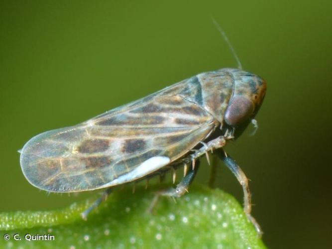 Deltocephalus pulicaris © C. Quintin