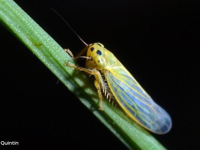 Cicadula quadrinotata © C. Quintin