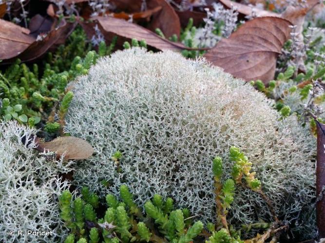 Cladonia rangiformis © R. Poncet