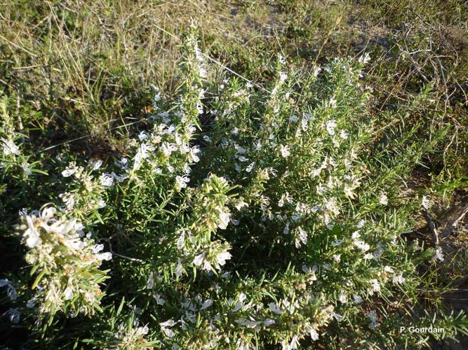 Romarin (Rosmarinus officinalis) © P. Gourdain