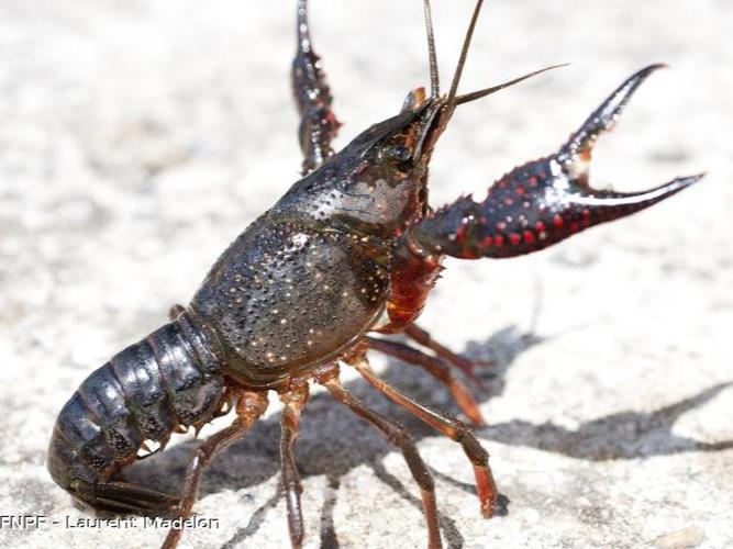 Écrevisse de Louisiane (L') (Procambarus clarkii) © Laurent Madelon (FNPF)