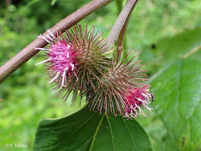 Bardane des bois (Arctium nemorosum) © Y. MARTIN