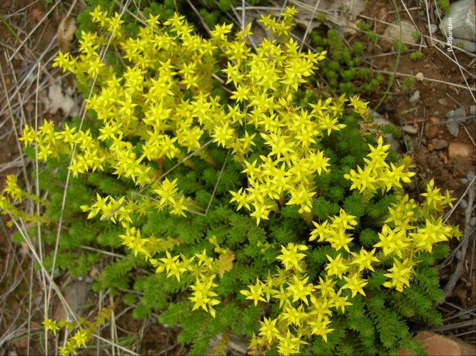 Orpin de Bologne (Sedum sexangulare) © P. Gourdain