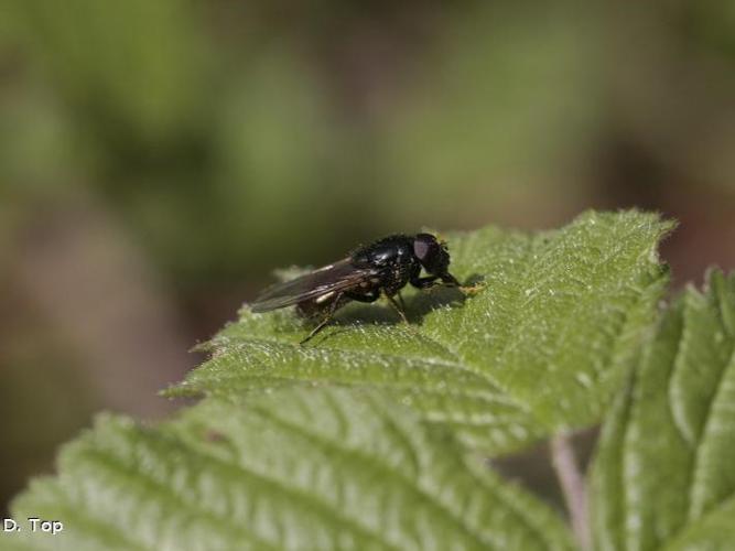 Cheilosia albitarsis © D. Top