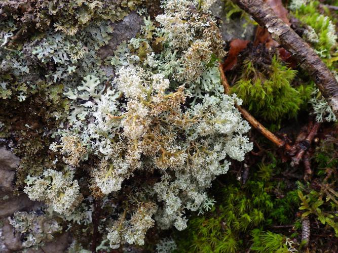 Sphaerophorus globosus © Isabelle Aubron