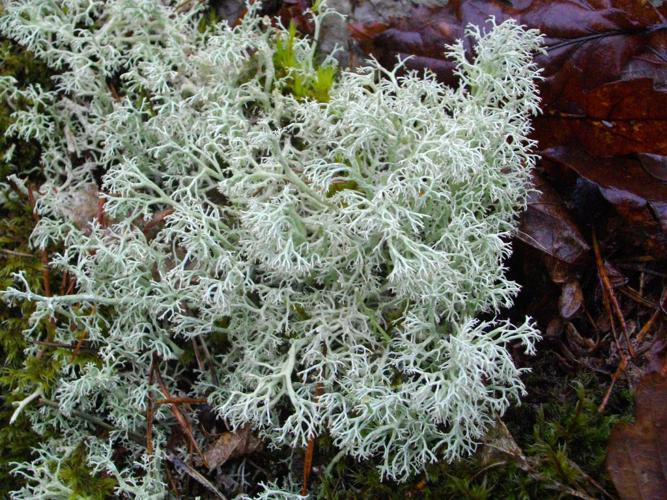 Cladonia arbuscula © Isabelle Aubron