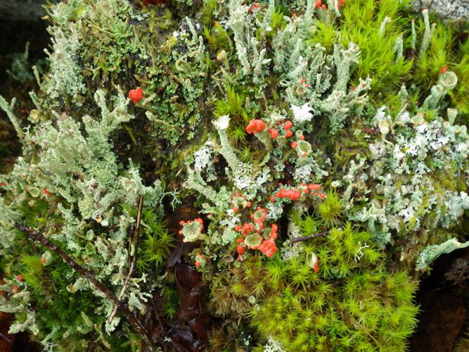 Cladonia coccifera © Isabelle Aubron