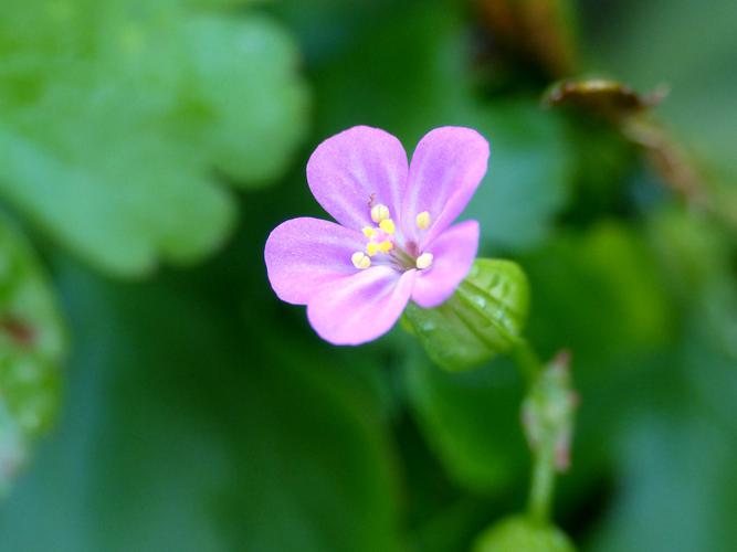 Géranium luisant (Geranium lucidum), fleur © Morvan Debroize