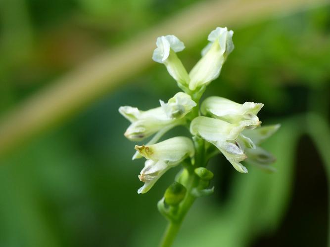 Corydale à vrilles (Ceratocapnos claviculata), fleurs © Morvan Debroize