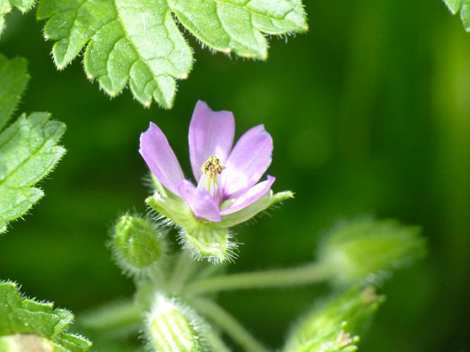 Bec de Cigogne musqué (Erodium moschatum), fleur © Morvan Debroize