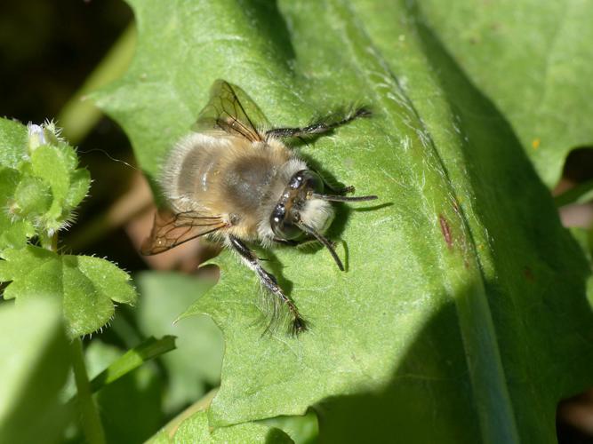 Anthophore à pattes plumeuses (Anthophora plumipes) © Morvan Debroize