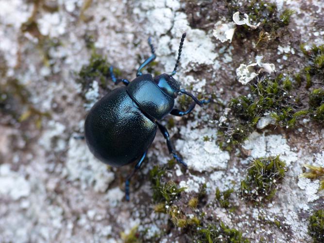 Petit crache sang (Timarcha goettingensis) © Morvan Debroize