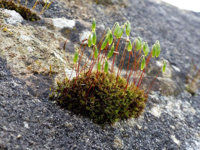 Bryum capillaire (Ptychostomum capillare) © Morvan Debroize