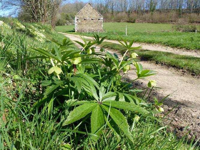 Hellébore vert (Helleborus viridis) © Morvan Debroize