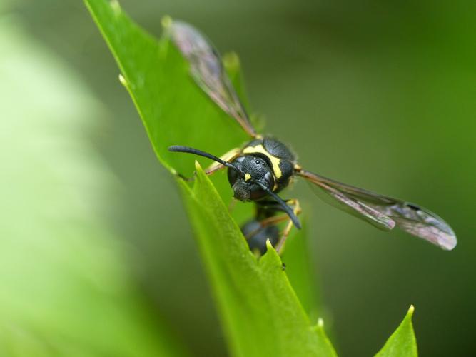 Eumenes coronatus © Morvan Debroize