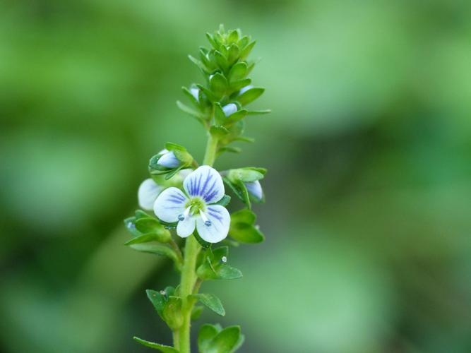 Véronique à feuilles de serpolet (Veronica serpyllifolia) © Morvan Debroize