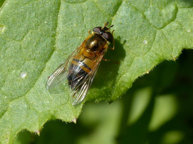 Epistrophe eligans, femelle © Morvan Debroize