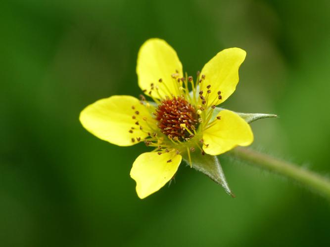 Benoîte commune (Geum urbanum), fleur © Morvan Debroize