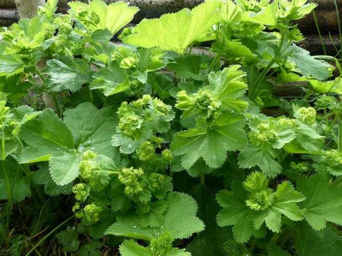 Alchémille commune (Alchemilla xanthochlora) © Morvan Debroize