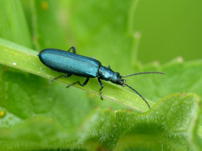 Ischnomera caerulea © Morvan Debroize