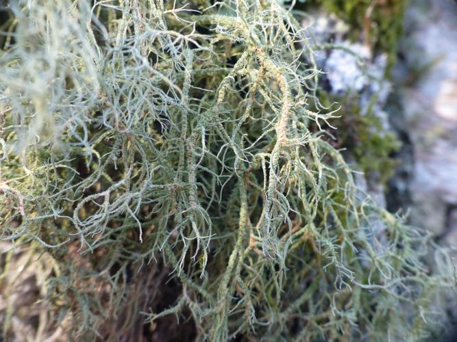 Usnea cornuta © Morvan Debroize