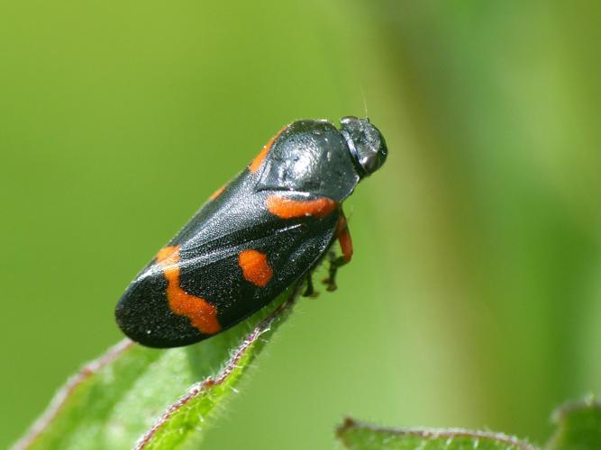 Cercope intermédiaire (Cercopis intermedia) © Morvan Debroize