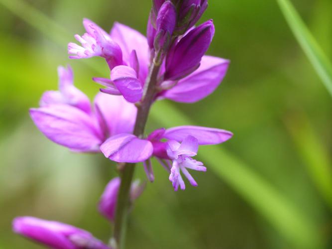 Polygale commun (Polygala vulgaris) © Morvan Debroize