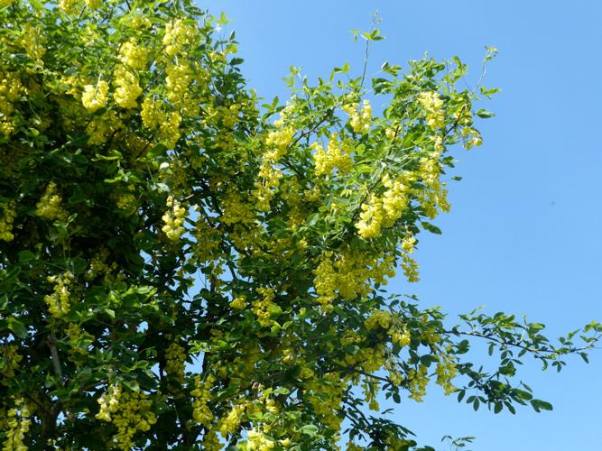 Faux-ébénier (Laburnum anagyroides) © Morvan Debroize