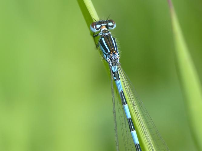 Agrion de Mercure (Coenagrion mercuriale), mâle © Morvan Debroize