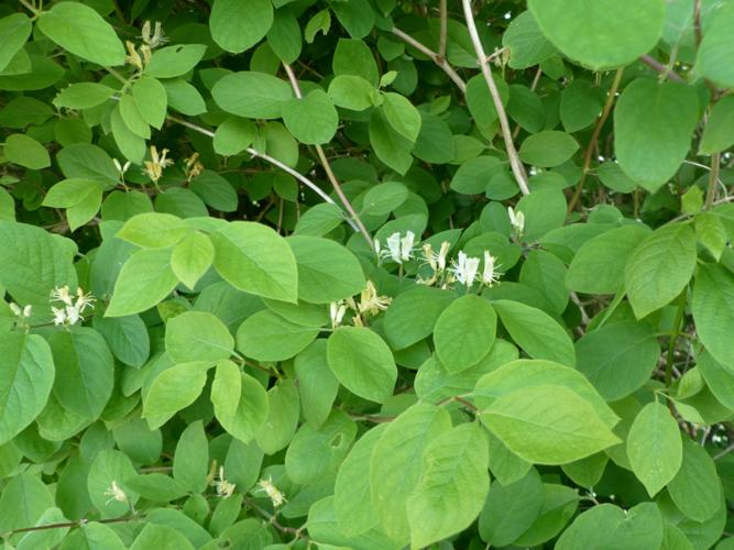 Chèvrefeuille des haies (Lonicera xylosteum) © Morvan Debroize