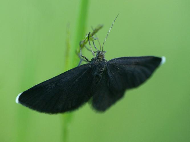 Le Ramoneur (Odezia atrata) © Morvan Debroize